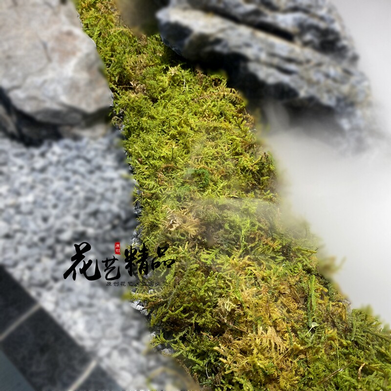 苔藓青苔枯山水绿苔永生烘干处理园林绿化造景花艺蕨类多肉插花