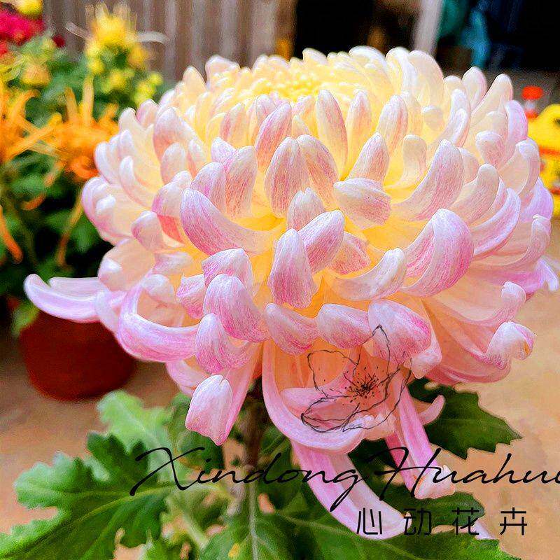 菊花苗带花苞九月菊秋冬花卉耐寒观花植物盆栽乒乓菊荷兰菊清仓