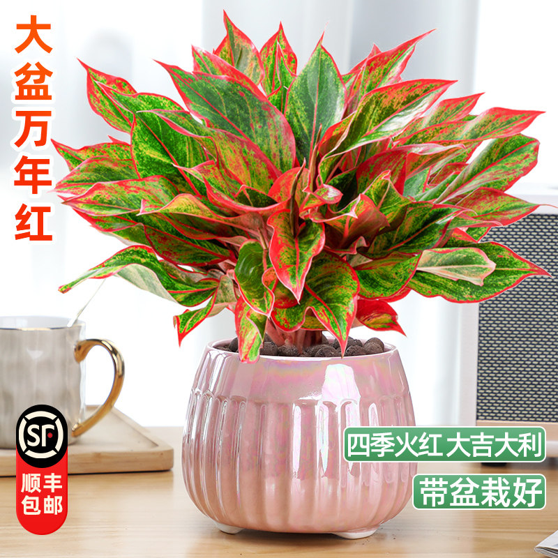大盆万年红盆栽花卉植物室内美观客厅办公桌面绿植好养鸿运当头