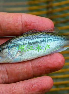 加州鲈鱼苗路亚大口黑鲈花鲈鱼台鲈优鲈五号凶猛食用观赏淡水鱼苗