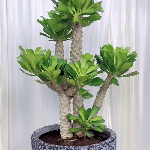麒麟扇贝多肉植物仙人掌沙漠绿植客厅阳台庭院盆栽耐旱好养活花卉