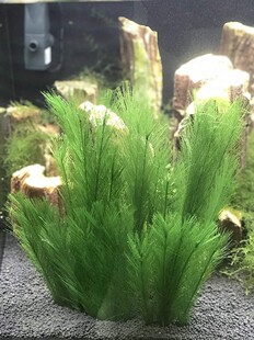 水族造景装饰仿真水草爬宠造景植物鱼缸装饰塑料草鸡尾草羽毛草