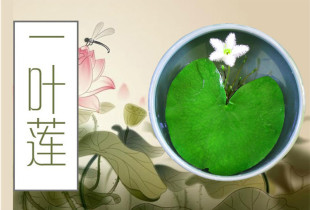 一叶莲 碗莲水生花卉水培植物室内阳台四季开花盆栽鱼缸浮生莲花