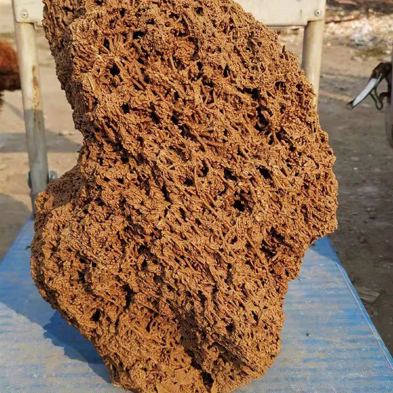 大型麦管石原石吸水石上水石假山奇石化石芦管石植物化石天然脉管