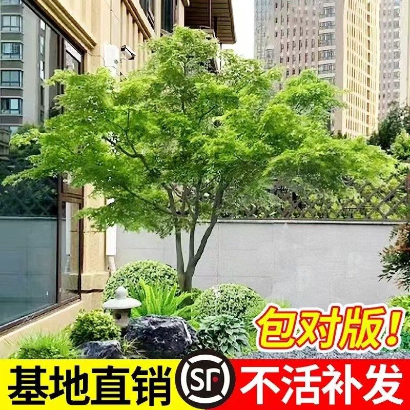 小叶鸡爪槭树苗中国红枫树苗红舞姬苗别墅庭院高端风景树绿化苗木