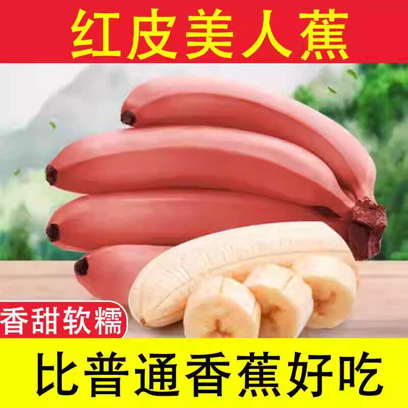 福建漳州精品香蕉农家现摘当季无公害新鲜水果现摘现发香甜