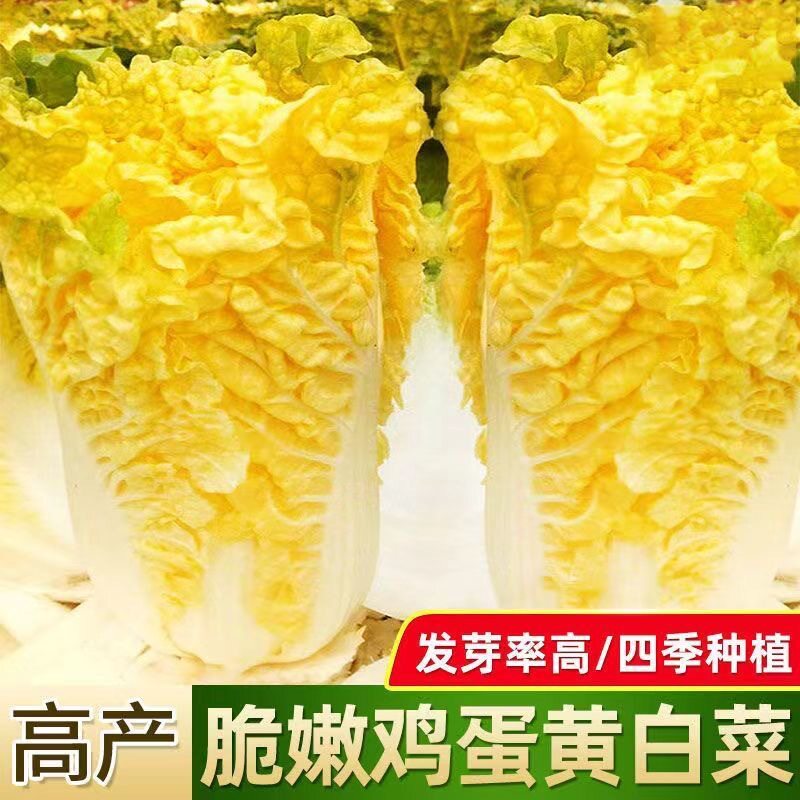 【下单立减50】大白菜种子真好吃黄心快菜籽夏秋四季播蔬菜子_Y01