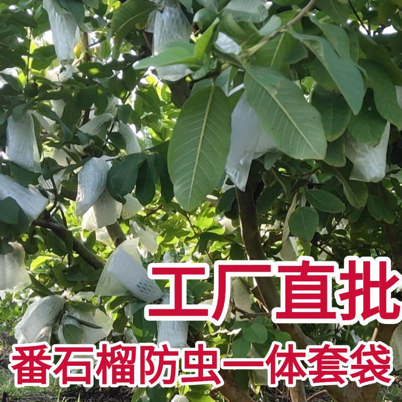 白色加厚厚果防水虫网套袋番石榴专用一体袋红色ZFV特水果保护袋