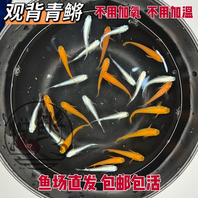 观背青鳉鱼小型观赏鱼红帝干支淡水鱼好养耐活不加温迷你小锦鲤