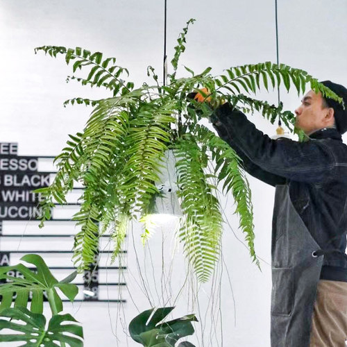 霸王蕨波斯顿蕨客厅阳台吸甲醛蕨类垂吊植物绿植盆栽吊兰长叶肾蕨