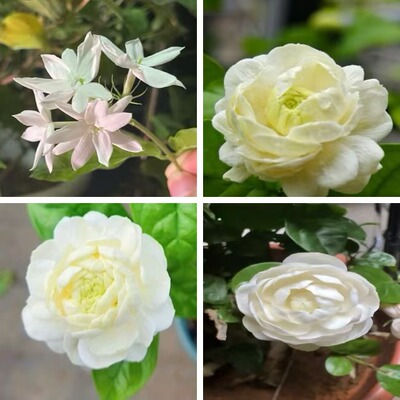 品种茉莉花开花浓香耐高温