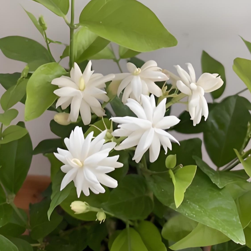 重瓣笔尖茉莉花开花浓香型盆栽