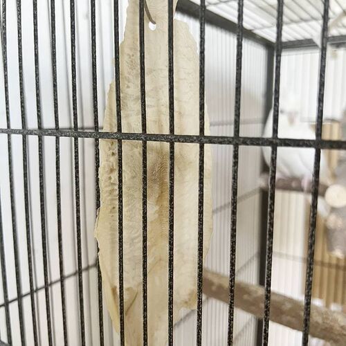 墨鱼骨大块虎玄凤皮具牡丹鹦鹉鸟用补钙木鱼骨磨牙吊串啃咬玩用品