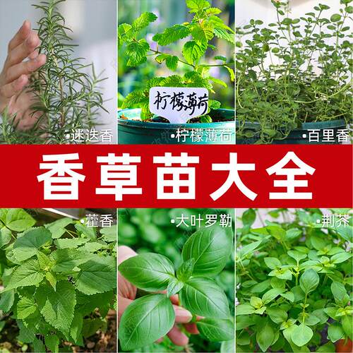食用香草苗四季盆栽薄荷叶藿香艾草迷迭香百里香九层塔罗勒苗牛排
