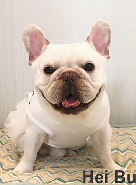 法斗巴哥犬胖狗裙子春夏凉爽超可爱波点背心衣服纱裙公主裙有弹性