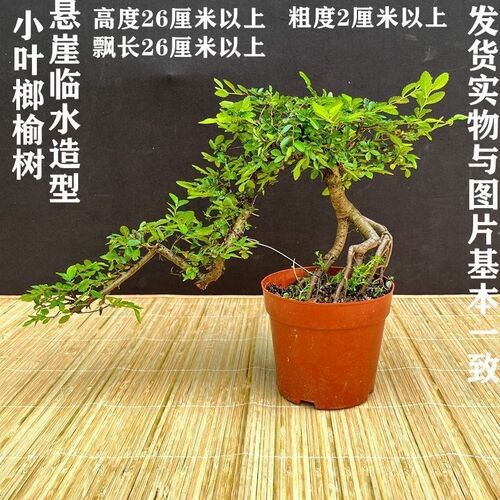 小叶榆树老桩盆k载绿植好养懒人植物室内办公室四季长绿