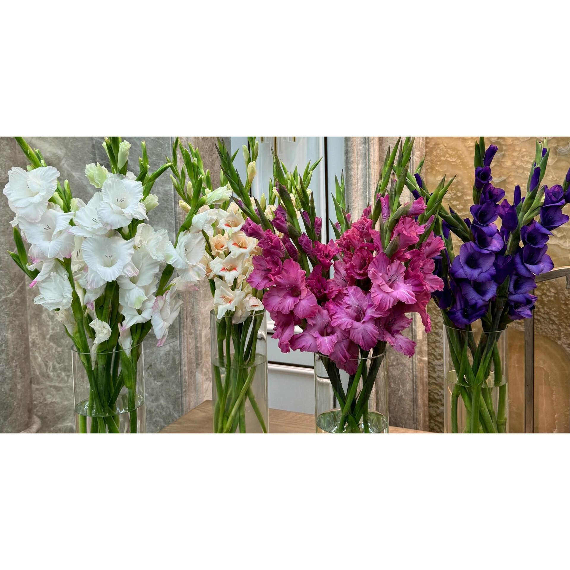 【下单立减50】香水剑兰花种球院阳台盆栽花卉绿植切花球根_WH