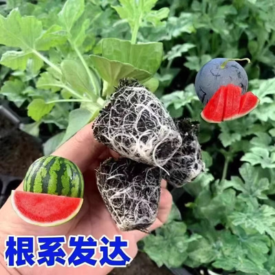 【下单立减50】西瓜特甜麒麟超甜无籽美都西瓜秧苗盆栽西瓜苗_WH
