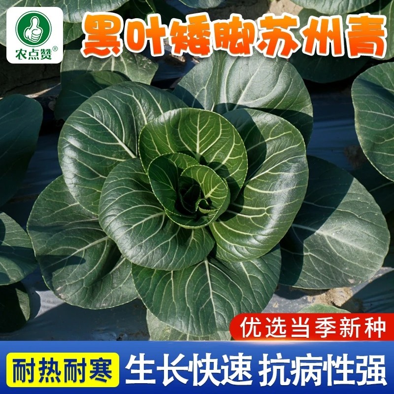 【下单立减50】【黑叶矮脚苏州青种子】油菜种籽菜籽小青菜ZS