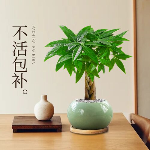 五福发财树小盆栽室内客厅绿植物办公室桌面盆景招财树四季好养