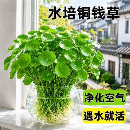 带叶铜钱草水培植物办公室内盆栽客厅桌面绿植花卉趣味水养金钱草