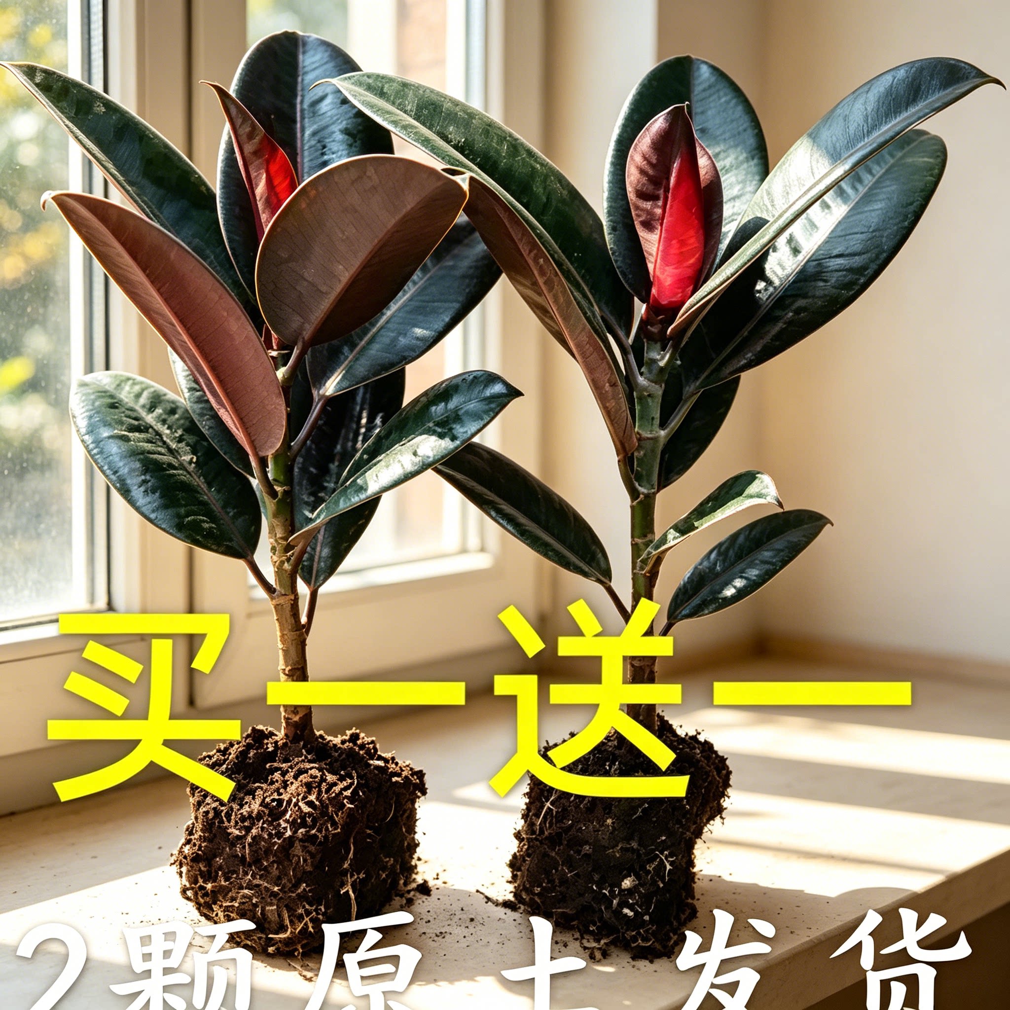 黑金刚橡皮树净化空气盆栽
