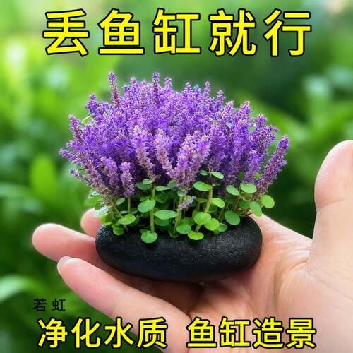 薰衣草坨草小圆叶水草鱼缸淡水植物造景净化水质开花新手好养