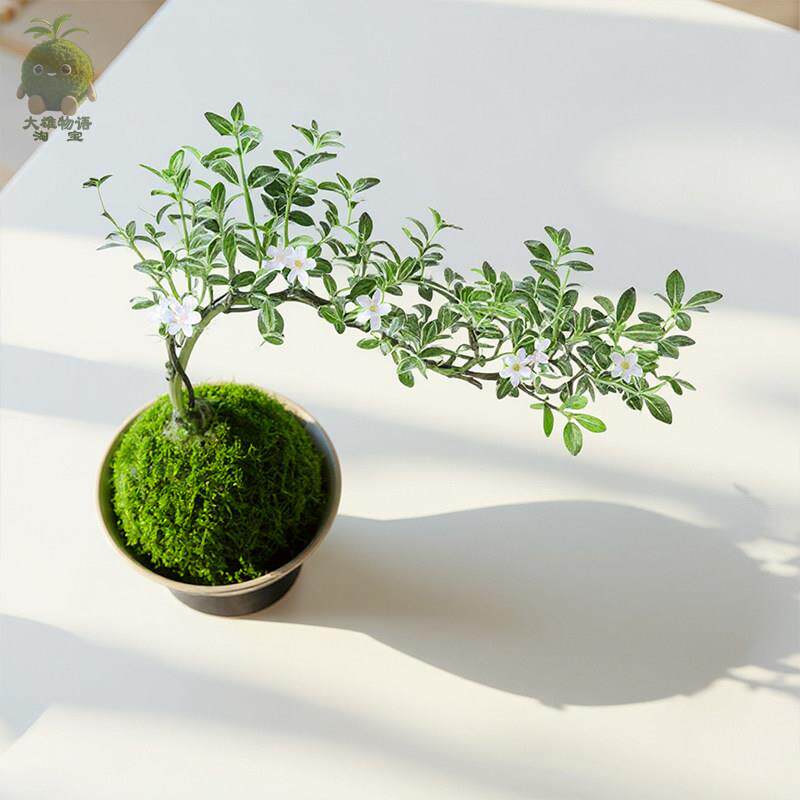 六月雪苔藓球 盆景植物造型水培微景观小型绿植室内苔玉桌面盆栽图片