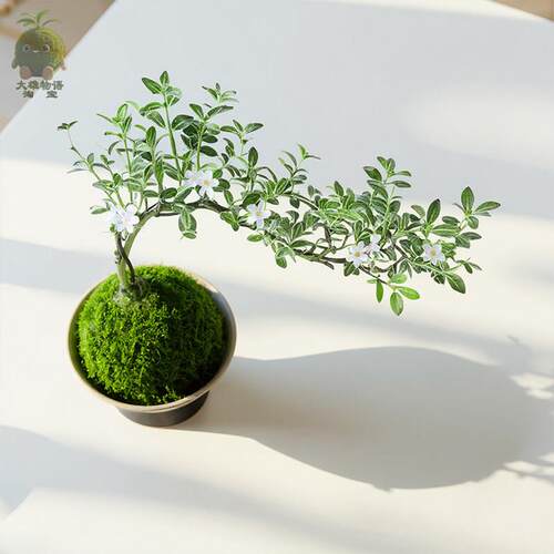 六月雪苔藓球 盆景植物造型水培微景观小型绿植室内苔玉桌面盆栽