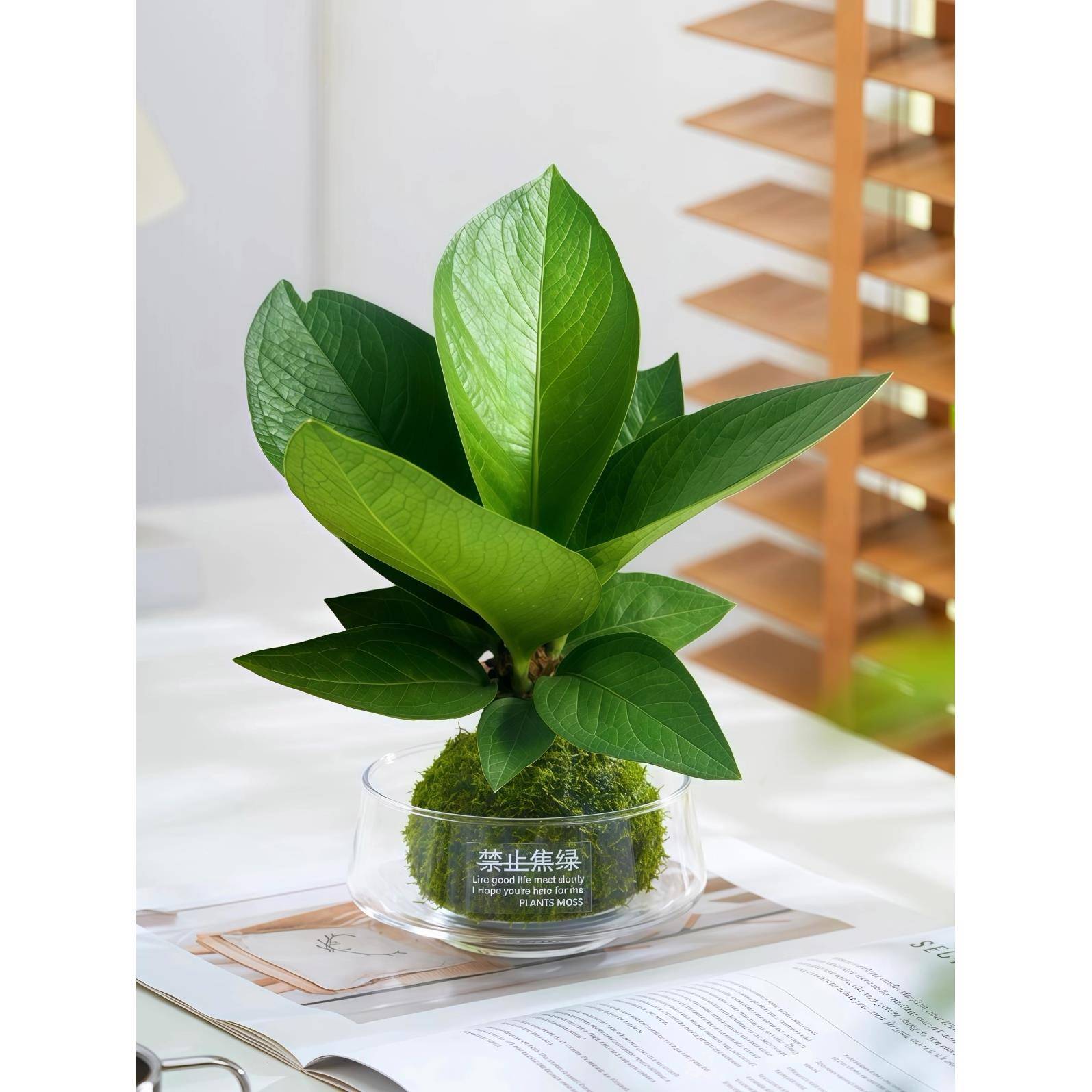 聚宝盆绿植盆栽苔藓球植物好养托盘室内办公桌面四季常青净化空气图片