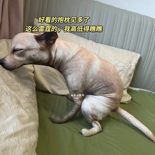 可爱仿真母鸡毛绒公仔玩偶搞怪可爱拉屎狗毛绒玩偶仿真狗狗抱枕