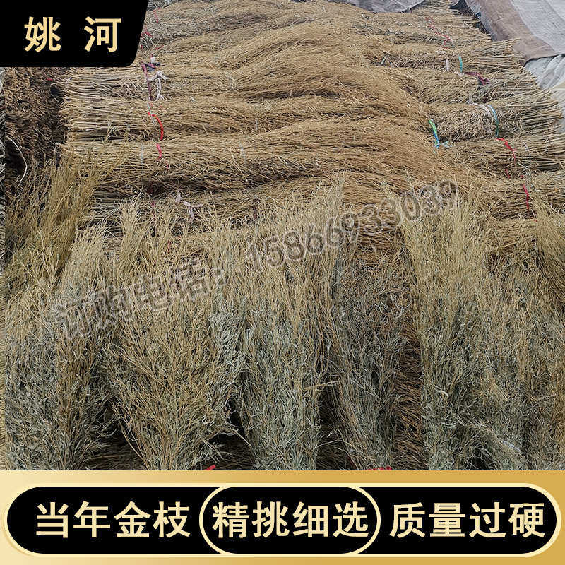 姚河竹枝金枝竹苗植物竹子落叶扫帚竹条户毛竹老竹扫把条枝原材料