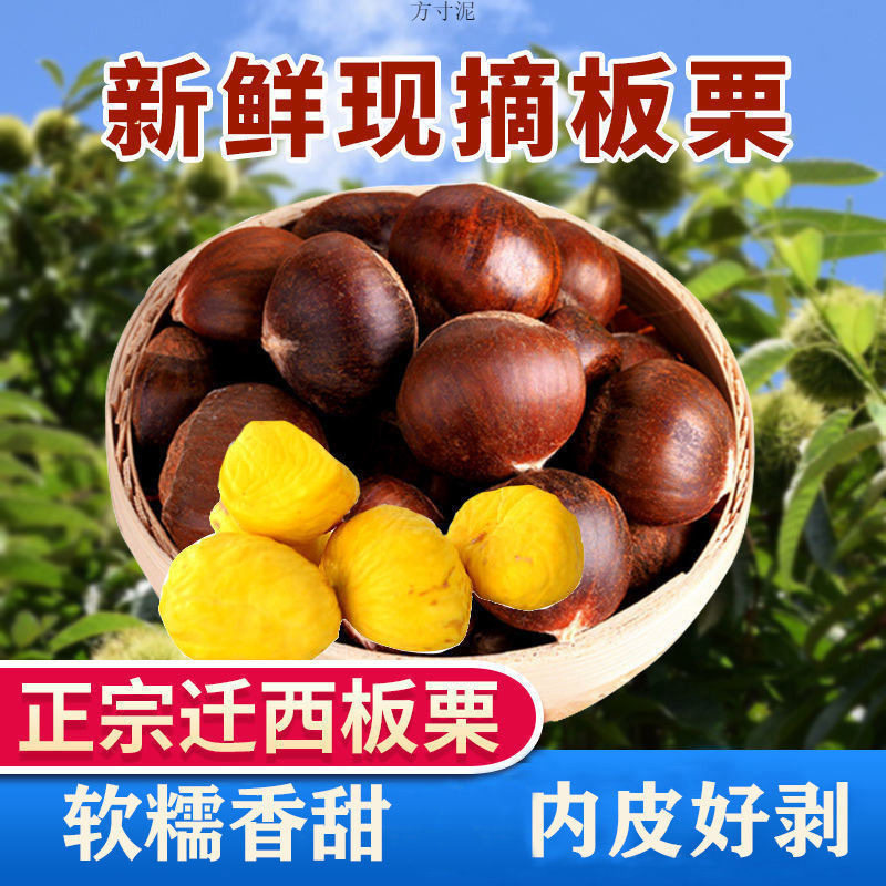 新货迁西板栗新鲜锥栗生带壳糖炒板栗生鲜油栗源工厂