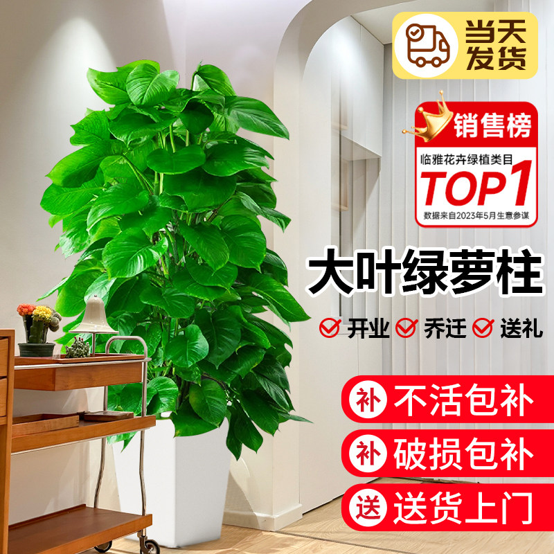 大叶绿萝柱植物盆栽客厅绿植室内大型办公室落地花卉四季好养绿箩