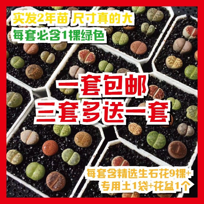 生石花超大母本多肉植物新手套餐阳台组合包邮盆栽屁股新款番杏