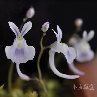 小白兔狸藻小兔子食虫草蓝小虫草堂植物盆栽室内水培花卉办公室