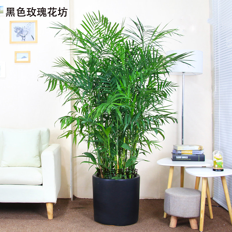 深圳 夏威夷竹子盆栽 大型绿植盆栽室内盆景吸甲醛夏威夷椰子树
