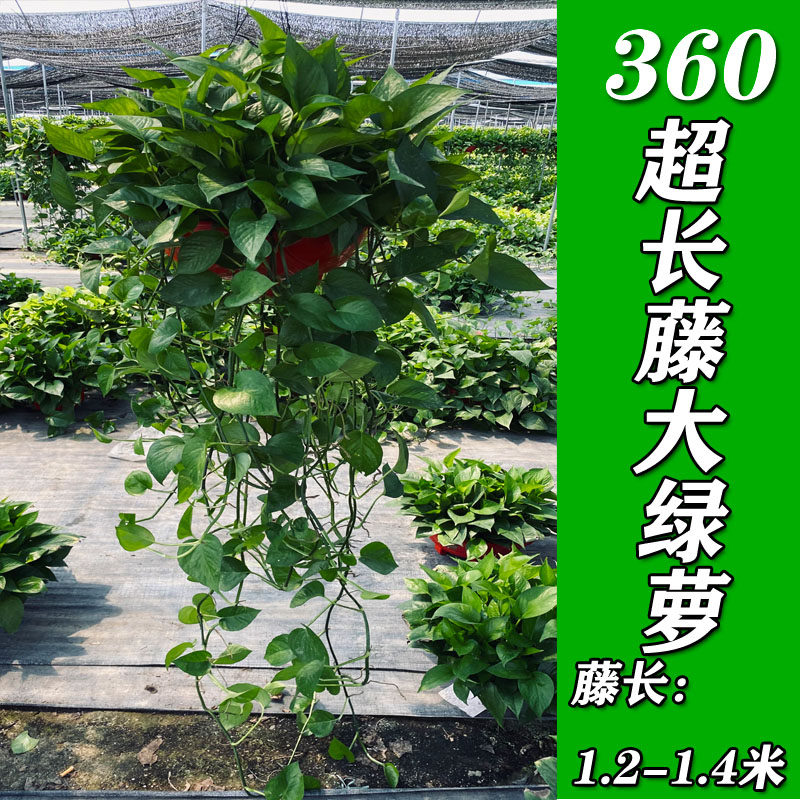 超长藤大绿萝盆栽室内绿植吸除甲醛净化空气吊兰植物花卉绿箩新房