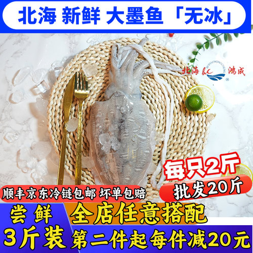 整只新鲜大墨鱼北海直供新鲜直达