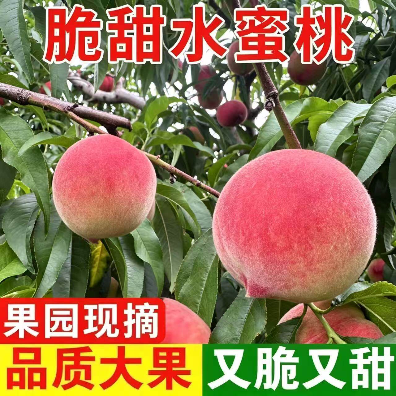 河北唐山脆甜水蜜桃果园现摘