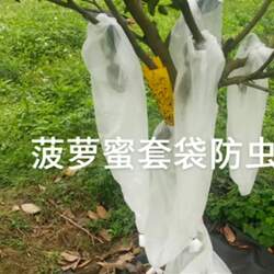 海南万宁市热带水果菠萝蜜袋木凤梨防虫防寒专用一次性两头通套袋