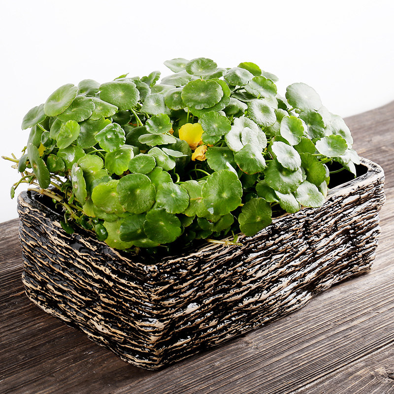 仿石头水仙花盆多肉花盆陶瓷无孔铜钱草养鱼缸大号绿萝水培植物盆