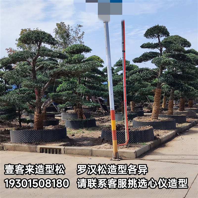造型罗汉松 迎宾迎客松树苗 庭院造景盆景绿化别墅室外罗汉松大树