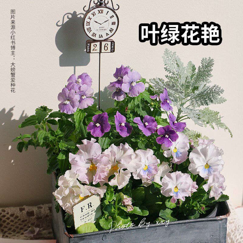 花信水溶肥大量元素高效复合水溶肥促花保果兰花月季绣球植物通用
