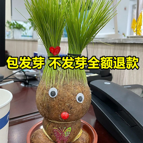 草头娃娃头上长草人小盆栽种植物浇水长头发迷你绿植儿童观察生长