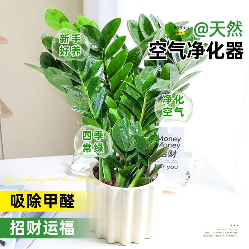 金钱树盆栽室内客厅大盆绿植招财钱串子摆件好养易活四季常青植物