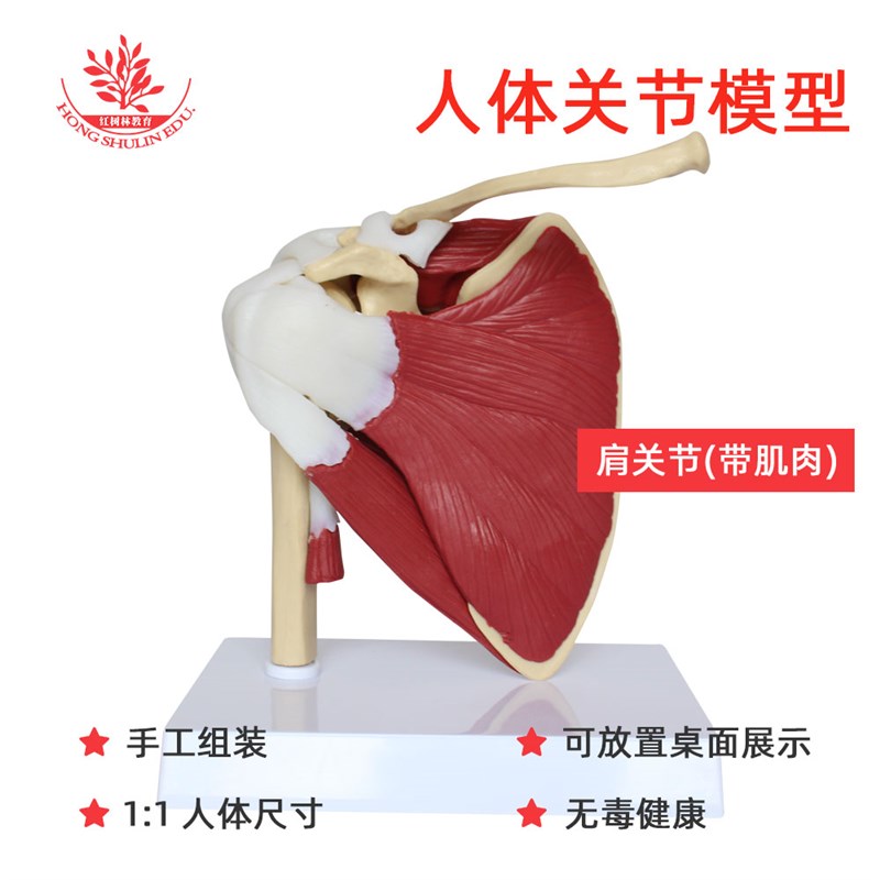 肌肉版人体肩关节模型PVC材质医学及正骨教学用自然大关节标本