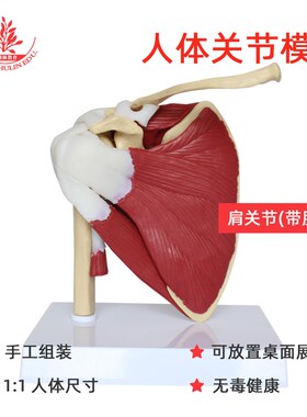 肌肉版人体肩关节模型PVC材质医学及正骨教学用自然大关节标本
