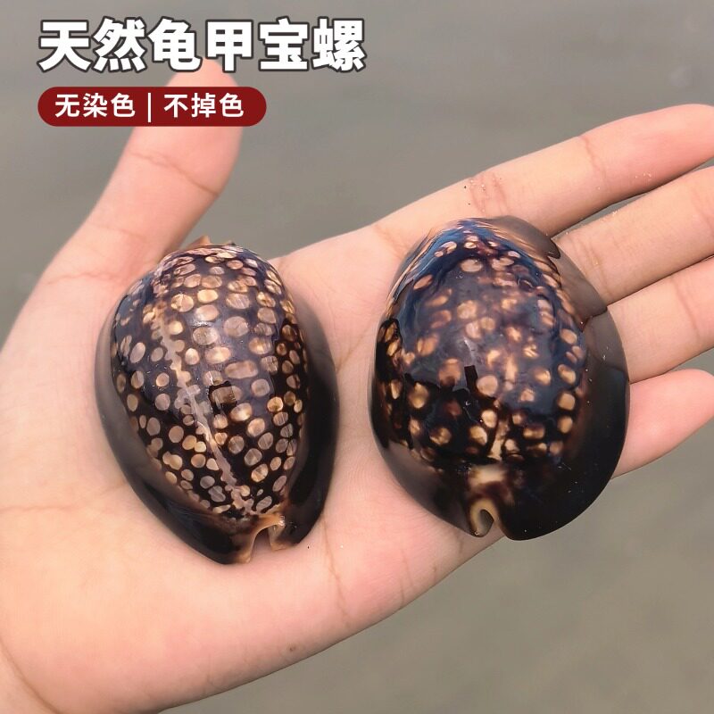 稀有天然海螺贝壳标本鱼缸造景图片