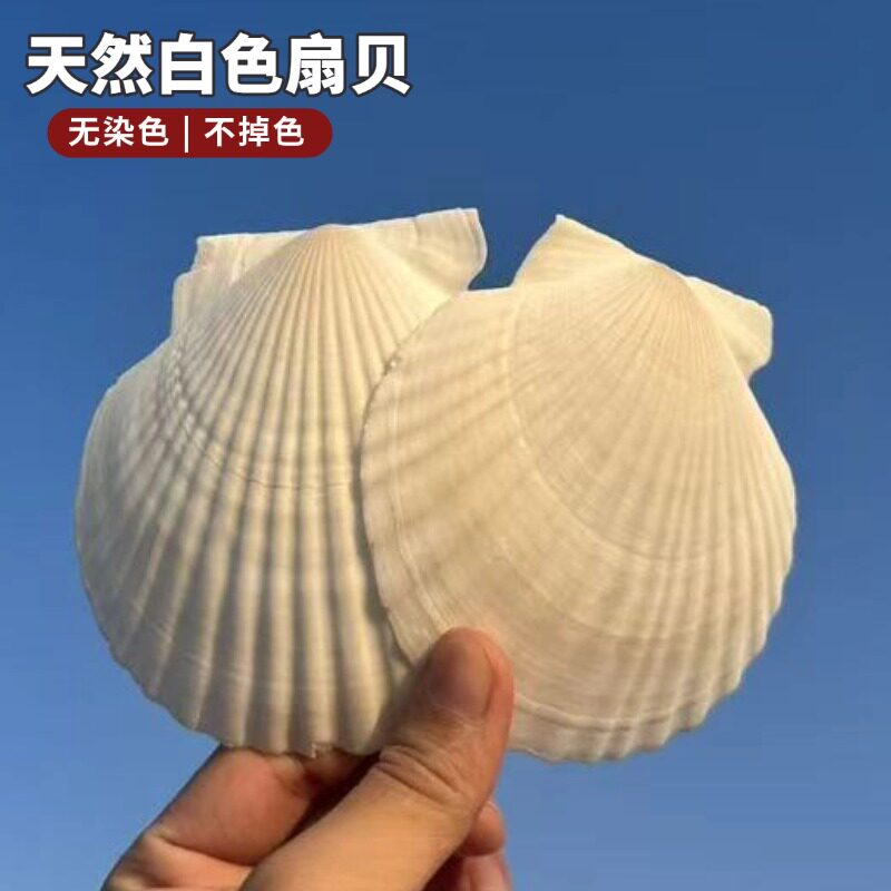 天然白色扇贝贝壳无染色不掉色装饰收藏品海螺贝壳度假精美画画板